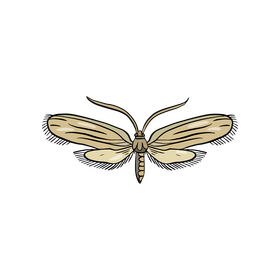 Moth illustration clipart