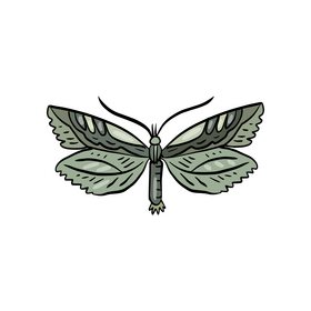 Green moth clipart