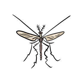 Mosquito illustration clipart