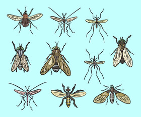 Mosquitoes vector