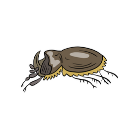Beetle illustration clipart