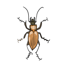 Beetle illustration clipart