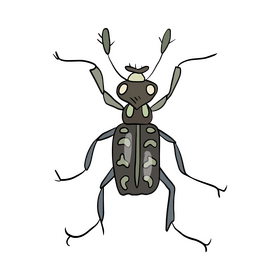 Black Beetle clipart