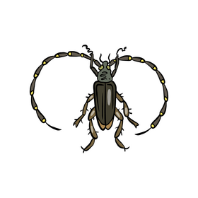 Beetle clipart