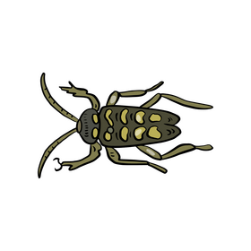 Beetle clipart