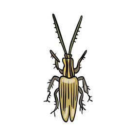 Beetle clipart