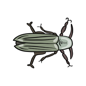 Beetle clipart