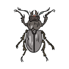 Beetle drawing clipart