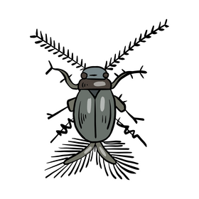 Beetle clipart