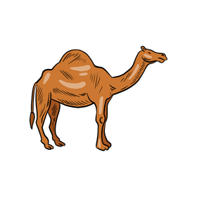 Camel animal illustration clipart