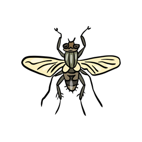 Insect clipart