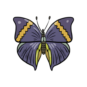 Moth insect clipart