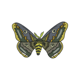 Moth insect clipart