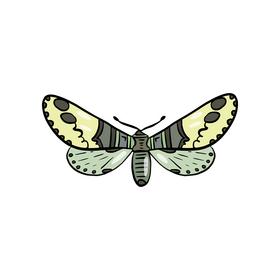 Moth drawing clipart