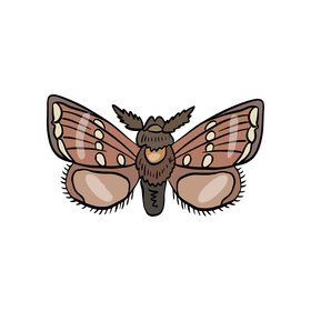 Cossina butterfly illustration clipart