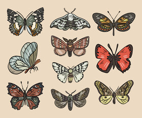 Cossina insects vector