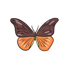 Cartoon butterfly clipart