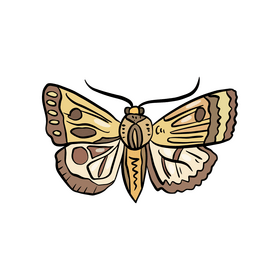 Free butterfly insect clipart
