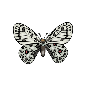 Butterfly cartoon clipart