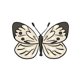 Butterfly drawing clipart