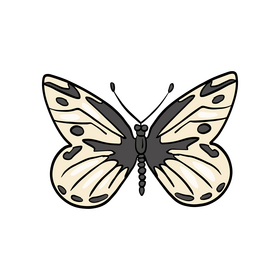 Butterfly drawing clipart