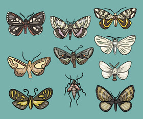 Butterfly pest vector