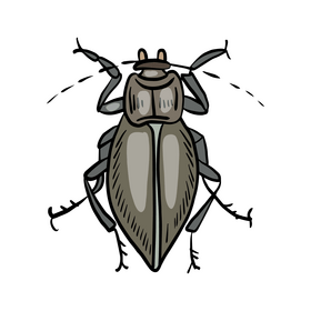 Forest beetle clipart