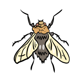 Fly insect clipart