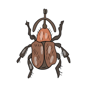 Leaf beetle clipart