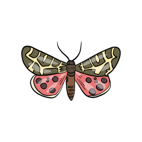 Free butterfly clipart