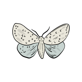 Butterfly drawing clipart
