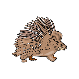 Porcupine clipart