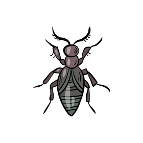 Beetle insect clipart