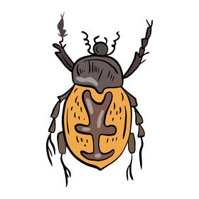 Beetle insect illustration clipart