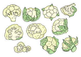 Cauliflower drawing set vector