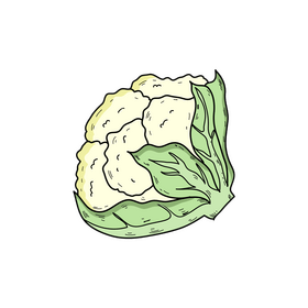 Cauliflower vegetable drawing clipart