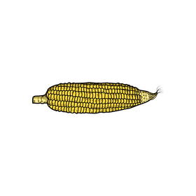 Corn sketch clipart