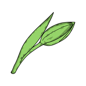 Closed tulip bud drawing clipart
