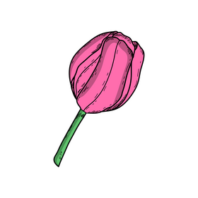 Tulip spring flower drawing clipart