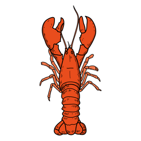 Lobster drawing clipart