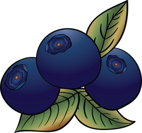 Blueberries fruit clipart
