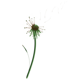 Dandelion clipart