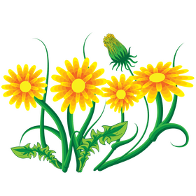 Dandelion flower clipart