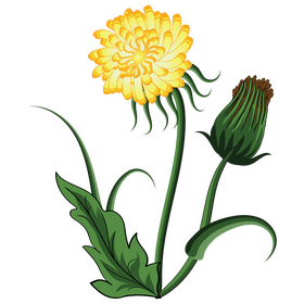 Dandelion seeds clipart