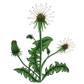 Dandelions clipart
