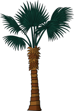 Palm tree clipart