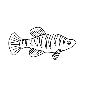 Killifish black and white clipart