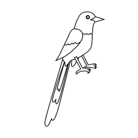 White rumped shama bird black and white clipart