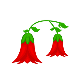 Copihue flower clipart