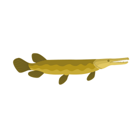 Manjuari fish clipart